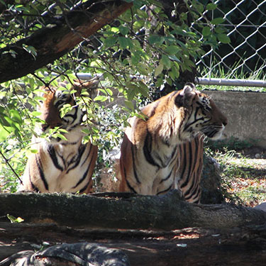 zoo de la palmyre